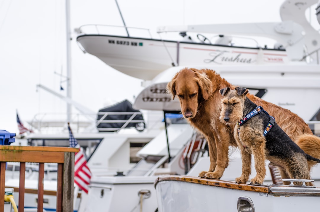 long-coated brown dog on white boating
