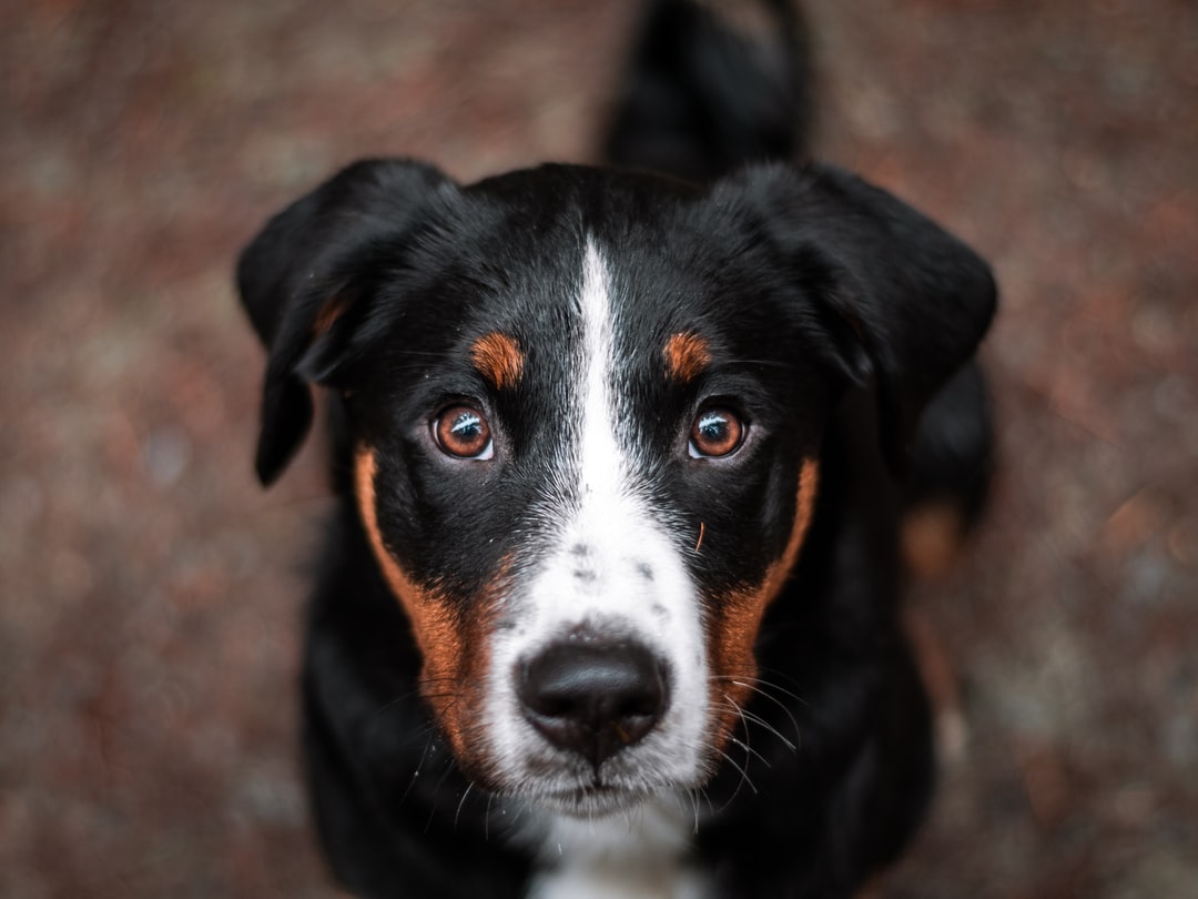 Can I have something to eat? close view of black a...