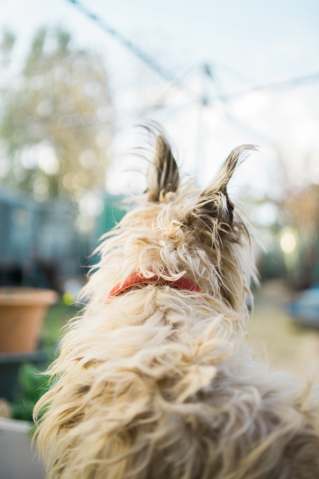 dog