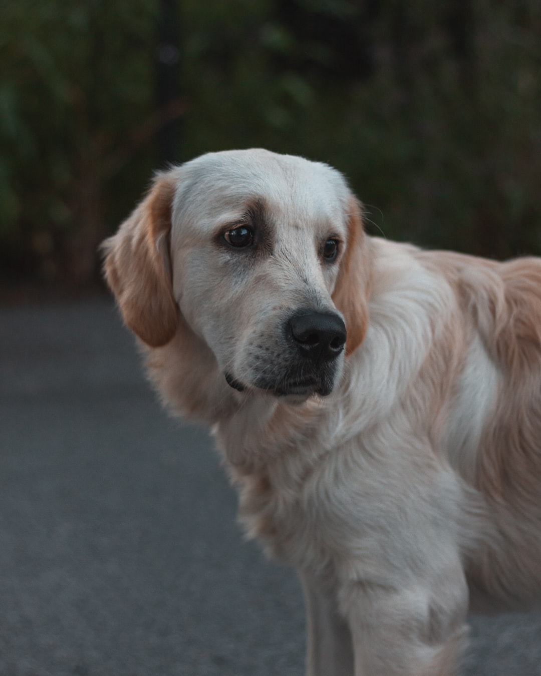 dog