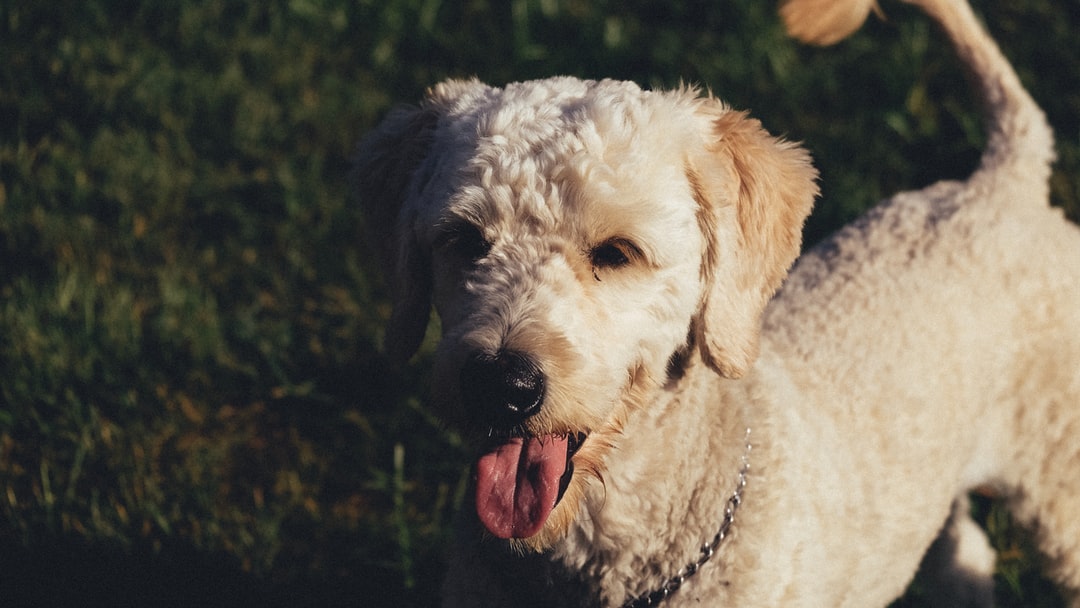 dog